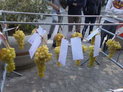L�uva da tavola viene omaggiata ogni anno da due sagre storiche: la prima ad Adelfia, nata addirittura nel 1930 e che giunger� quest�anno alla sua 91esima edizione (foto di Nicola Mastronardi)...
